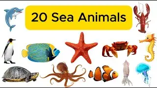 20 Sea Animals Name in Bengali and English | Learn Sea Animals Name For Kids | Kids Learning Video