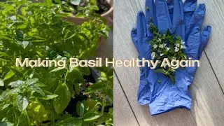 Let&rsquo;s take care of a basil plant