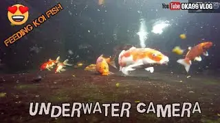 Feeding Koi Fish In My Backyard Pond | Underwater Video From GoPro