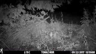 Beech marten (Martes foina)