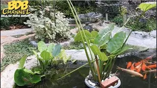 AWALNYA CUMA MIMPI, AKHIRNYA TERWUJUD JUGA BIKIN KANDANG BURUNG SEMI ALAM DENGAN KOLAM DAN IKAN