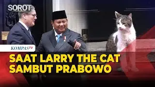 Saat Larry The Cat Ikut Sambut Presiden Prabowo Jelang Bertemu PM Inggris di Downing Street