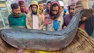 অবিশ্বাস্য গজার মাছ । আরিয়ান বিলের রত্ন দুবলি বাজার। Dhesi biler mach। Big fish price