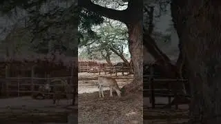 [PointFOOTAGE] Animals - Cattle cow calf stable farm - LS - 3226124867, 11760170 - Vertical SloMo