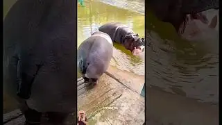 Bayi Kuda Nil Marah, Induk Ikut Serang!