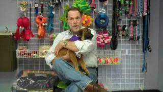 SPCA of Texas Pet of the day Scout, Presented by Jim Clutts of EchoPoint Mortgage