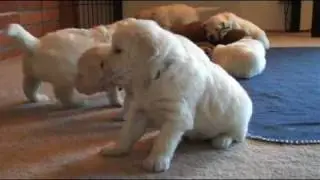 Talini Golden Retrievers Snow Litter ~ Jenna x Cody ~ 4 weeks