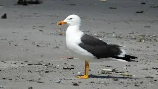 M&ouml;wen und Seeschwalben