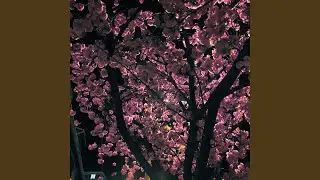 Springlight