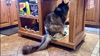 🔉Bear Takes Miss Muffy&rsquo;s Cubby Twice 😲 Snacks with Cat Daddy