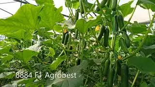 8884 F1 (Record) FArg'ona