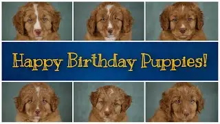 Nova Scotia Duck Tolling Retrievers, Toller Puppyhood and 1st Birthday of Litter 