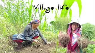 Kodo ropai🌱 // village life 🧬