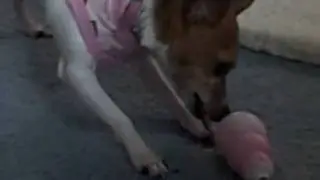 Roxie A Toy Fox Terrier with her new Pink Kong toy... She lo