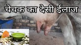 Cattal Fox Desi Tritment / गाय चेचक का देसी ईलाज #prafulanimalcare