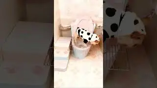 Self-Made Toilet Aid for My Dog 🐾🚽 | 반려견 화장실 보조 도구 | อุปกรณ์ช่วยสุนัขเข้าห้องน้ำ
