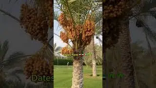 Dates farm 🇦🇪🌴 #sharjah  #datestree  #uae