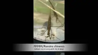 게아재비-Ranatra chinensis의 사냥과 포식