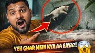 OMG 😱 Ye Ghar Par Kya Aa Gaya Achanak? | Cat Ka Sabse Funny Jump