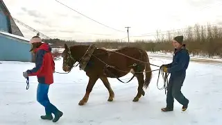 FIRST DRIVING LESSON for our Suffolk Draft Colt // How Will Earl Do?????