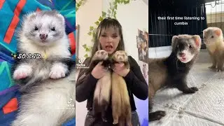 ferret tiktoks because ferrets are neat