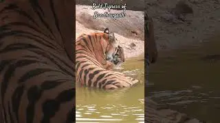 Mourning Mother Tigress takes rest in Khitauli zone of BTR