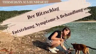 Der Hitzschlag beim Hund - Entstehung, Symptome & Behandlung