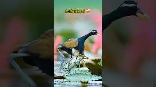Jacana Bird Protecting Her Babies in Rain | Emotional Wildlife Moment🥹 #wildlife #birds #ytshorts