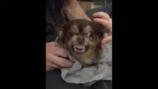 Cute Chihuahua Dog Bites Baby in Super Slow Motion