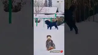Central Asian Shepherd Enjoying Pure Fun #shorts
