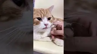 #goldvirus #goldenpaw #kucinglucu #bshmuckin #fypシ゚viral