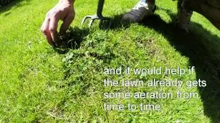 organic lawn weeding -  creeping buttercup - aerate lawn - 2 jobs in 1.