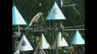 Pinecrest, Florida - Parrot Jungle (1995)