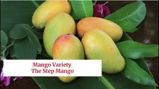 Mango Variety: The Step Mango
