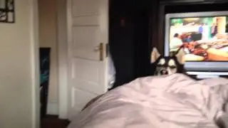 How To Entertain Blitzen the Alaskan Malamute