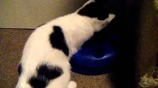 ZinZan and his favourite toy