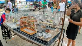 HOJE NA MAIOR FEIRA DE PÁSSAROS E GAIOLAS DE PERNAMBUCO FEIRA DO CORDEIRO 