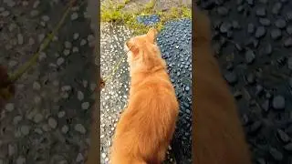 Menyala kucing oyenku!