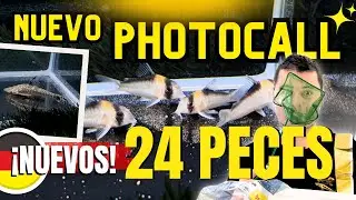 🐠 PHOTOCALL 24 PECES RAROS! CORYDORAS y M&Aacute;S - Desfile completo por Nico by #firemouthaquaristic