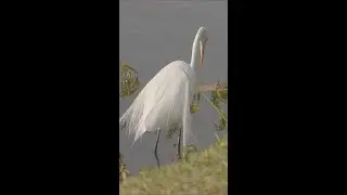 White Heron Hunting on Lakeside