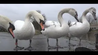 Lockdown Friends 5: Picnic with Swan Family