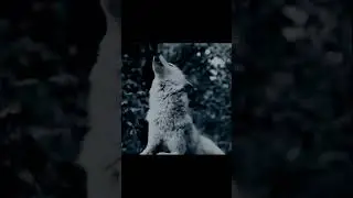 wolf sound # @wolf lovers