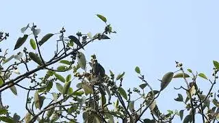 Pair of Malabar barbets enjoying each others company on a fig tree at dawn at Mollem, Goa