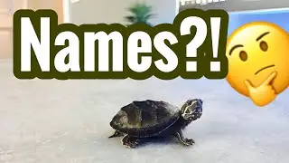 Pet Turtle Names? Ideas for Boy or Girl
