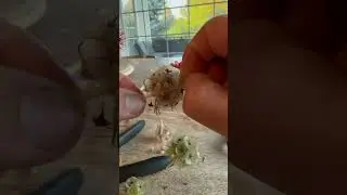How to Harvest Scabiosa Starflower Seeds | Germinating Scabiosa Starflower #scabiosastarflower