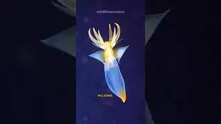 Sea Angel  | cute but deadly predator #seaangel