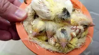 Teil 10. Junge Kanarienvögel verlassen das Nest.
