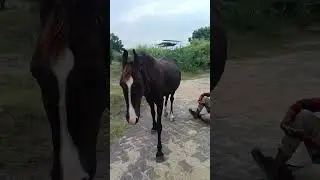 Beautiful Horse 🐎 | Amazing Horse Short Video | Viral Shorts