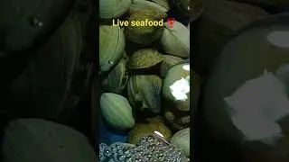 Live Sea food in Johor Bahru Malaysia #amazing #travel #enjoy #history #world #travelvlog #malaysia