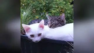 🌞🐱Adorable Trio of Kittens Relaxing on a Picturesque Balcony #KittenRelaxation #FurryFriends #cats